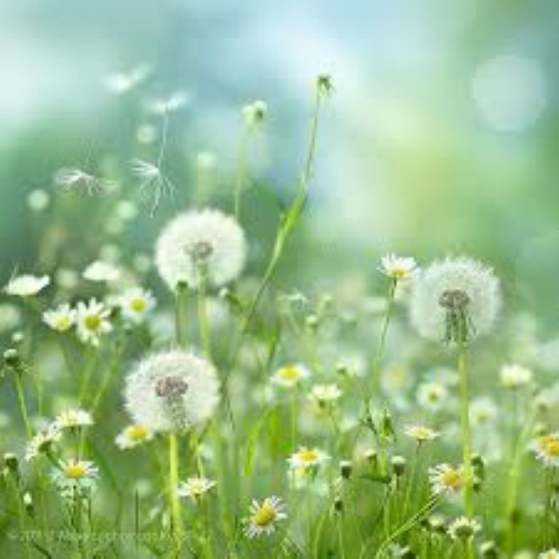 Spirit-Mind-Body Connections Counseling, Wylie, TX